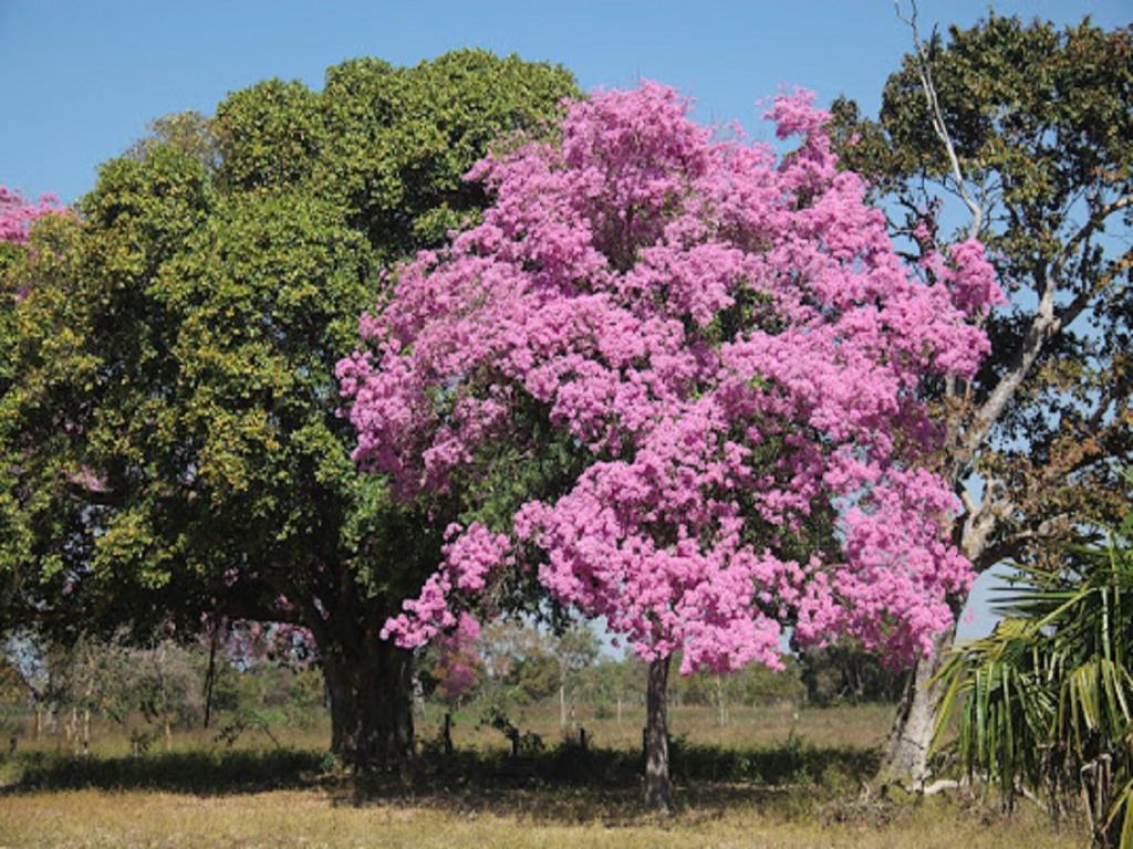 Hotel Pousada And Safari Cuiabá Eksteriør bilde