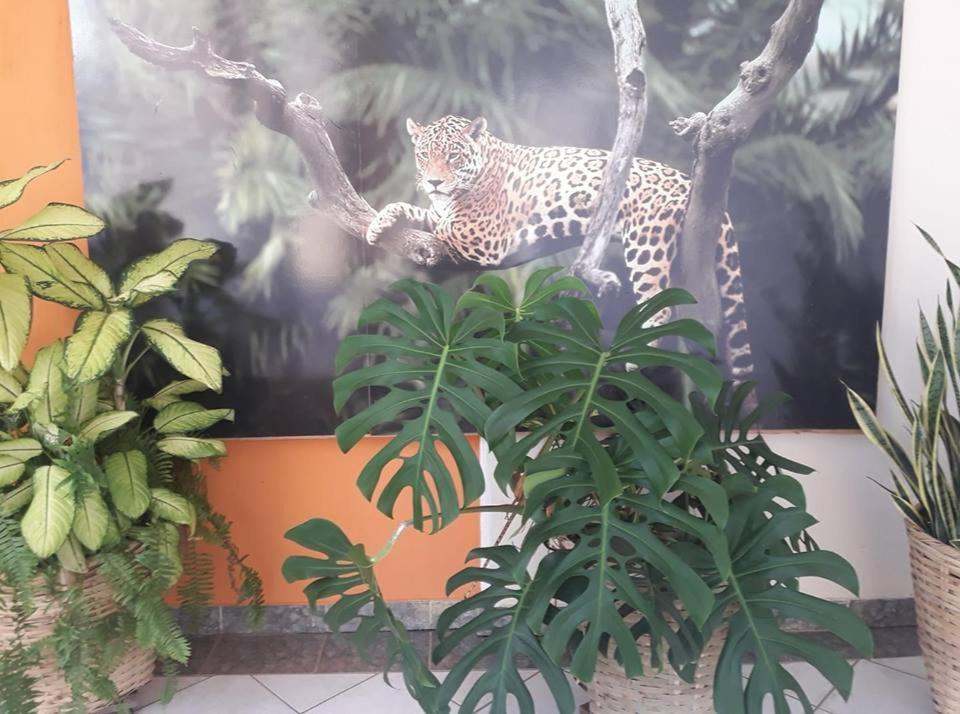 Hotel Pousada And Safari Cuiabá Eksteriør bilde