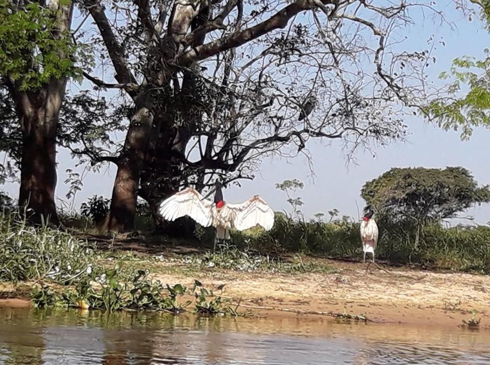 Hotel Pousada And Safari Cuiabá Eksteriør bilde